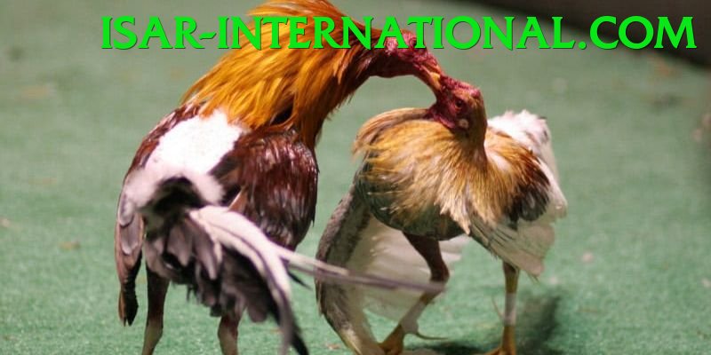 Đá Gà Trực Tiếp - mmoo