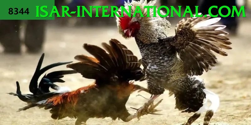 Đá Gà Trực Tiếp - Trải nghiệm tuyệt vời